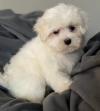 Puppies for sale Russia, Bryansk Maltese