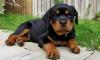 Puppies for sale Germany, Stuttgart Rottweiler