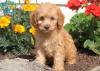 Puppies for sale Denmark, Aalborg Cocker Spaniel