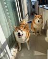 Puppies for sale Germany, Weimar , WELSH CORGI PEMBROKE