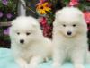 Puppies for sale Italy, Bergamo Samoyed dog (Samoyed)