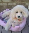 Puppies for sale Belgium, Charleroi Golden Retriever