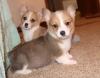 Puppies for sale Canada, Saskatchewan, Saskatoon , Corgi