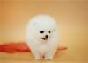 Продам щенка Spain, Girona Pomeranian Spitz
