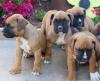 Puppies for sale Ukraine, Donetsk Boxer