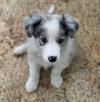 Puppies for sale Belgium, Brussels Border Collie