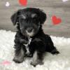 Puppies for sale Cyprus, Nicosia Miniature Poodle