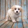 Puppies for sale Sweden, Lidkoping , cavapoo