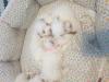 Puppies for sale United Kingdom, Birmingham Maltese