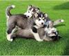Puppies for sale Cyprus, Nicosia Other breed