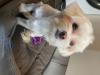 Puppies for sale United Kingdom, Belfast Maltese