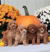 Puppies for sale Belgium, Bruges Poodle