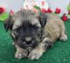 Puppies for sale Cyprus, Nicosia Other breed, Maltipoo