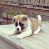 Puppies for sale USA, Utah Akita