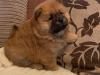 Puppies for sale Sweden, Goteborg Chow Chow