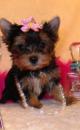 Puppies for sale Sweden, Stockholm Yorkshire Terrier