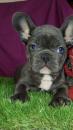 Puppies for sale Cyprus, Paphos French Bulldog
