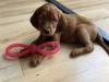 Puppies for sale Finland, Rovaniemi Irish Setter