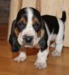 Puppies for sale Russia, Cherepovets Basset Hound