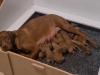 Puppies for sale Netherlands, Breda Hungarian pointer, vizsla