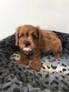 Puppies for sale Hungary, Budapest , cavapoo