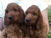Puppies for sale Netherlands, The Hague , F1 Irishdoodle Pups