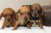Puppies for sale Belgium, Brussels Dachshund