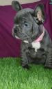 Puppies for sale France, Nantes French Bulldog