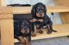 Puppies for sale Netherlands, Maastricht Other breed, golden setter