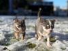 Puppies for sale Spain, Barcelona Chihuahua