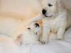Puppies for sale Denmark, Kopenagen Golden Retriever
