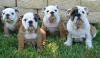 Puppies for sale France, Paris English Bulldog