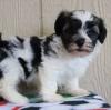 Puppies for sale Portugal, Lisbon Havanese