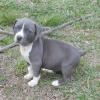 Puppies for sale Cyprus, Paphos American Staffordshire Terrier