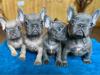 Puppies for sale Netherlands, Hemstede French Bulldog