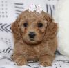 Puppies for sale Cyprus, Protaras Poodle