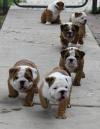 Puppies for sale Cyprus, Larnaca English Bulldog