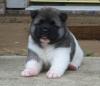 Puppies for sale USA, Vermont Akita