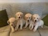 Puppies for sale Belgium, Gant Golden Retriever
