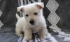 Puppies for sale Netherlands, Dordrecht West Highland White Terrier