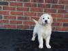 Puppies for sale Denmark, Kopenagen Golden Retriever