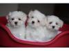 Puppies for sale Belgium, Brussels Maltese