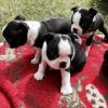 Puppies for sale Belgium, Antwerp Boston Terrier