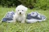 Puppies for sale Belgium, Brussels Bichon