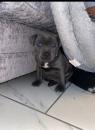 Puppies for sale Greece, Athens Staffordshire Bull Terrier