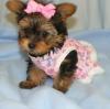 Puppies for sale Latvia, Riga Yorkshire Terrier