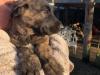 Puppies for sale Netherlands, Eindhoven Irish Wolfhound