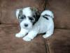 Puppies for sale Germany, Stuttgart Havanese