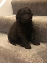 Puppies for sale Germany, Gelsenkirchen Irish Water Spaniel