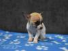 Puppies for sale Germany, Braunschweig Chihuahua